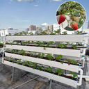 Kit plantation fraise 160 cm