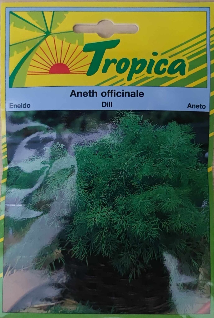 [[SEM 059]] SEMENCES ANETH OFFICINALE